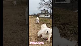 【全力疾走】わんこ3匹の短距離走！ビリはやっぱり…！？#shorts#dogs