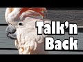 Talkin' Back - A Conversation With Max The Moluccan Cockatoo