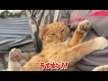 【2 22】『猫の日』ですが農家ネコたちは通常営業です🐈‍⬛🐈【農園生活ダイジェスト】