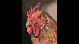 Rhode Island Red Chicken Pastel Painting Demo