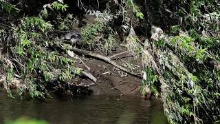 ゴイサギ幼鳥（俗称ホシゴイ）鶴見川・鳥山川（2021年8月18日）