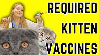 Kitten Vaccine Schedule for New Owners & Breeders! | Vet Easily Explains!