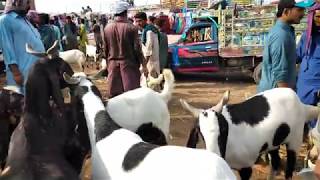 Daur bakra mandi