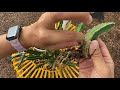 How to propagate stapelia gigantea