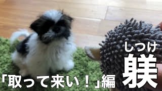 3分てん日記20【躾「取って来い！」編】シーズー生後4ヶ月（Shihtzu 4 month puppy）