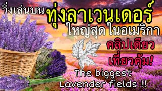 ทุ่งลาเวนเดอร์! ใหญ่สุดในอเมริกา! /ไอศกรีมลาเวนเดอร์/Biggest lavender fields 🇨🇦!/unging oh la la.