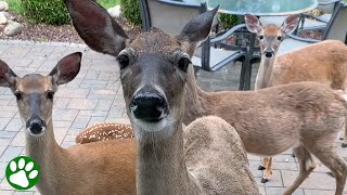 Herd of deer visits the same house every single day