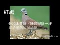 紅鳩、金背鳩、珠頸斑鳩