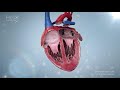 Realistic Heart Beat in Cross-section