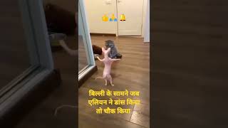 बिल्ली के सामने जब एलियन ने डांस किया तो चौक किया #virlashortvideos #youtubeshorts #एनिमल #funny