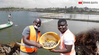 West Africa's Biggest Shrimp Farm(2000 Acres) In Ghana