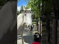 horses enjoying a diluted guinness at their water buffet