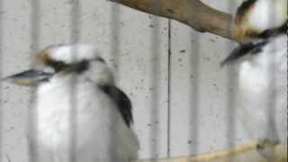 ピンぼけ　ワライカワセミ　天王寺動物園