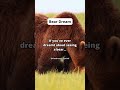 dream about a bear shorts dream dreaminterpretation dreammeaning sleep bear