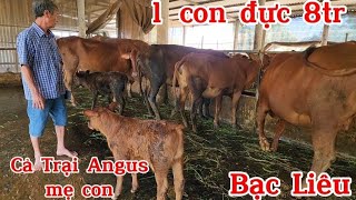 Út Ba Tri sang Bạc Liêu báo giá dùm khách cả chuồng bò Angus và mẹ con Angus lớn tàng giá rẽ