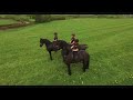 the friesian experience black horses ltd