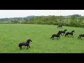 The Friesian Experience - Black Horses Ltd