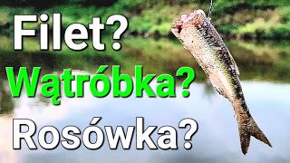 Pierwszy Raz na Filet! Drapieżna Nocka! Sumy! Wędkarstwo Feederowe na Wiśle PZW! Klasyczny Feeder!