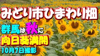 【みどり市ひまわり畑】2024年10月7日撮影～10月の秋に満開を迎える群馬県の向日葵絶景スポット