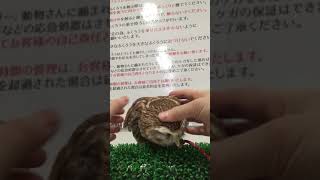 コキンメフクロウの撫で撫で動画♪