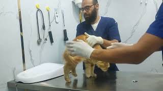 second vaccinations of cats and nails are been cutting #vaccination
