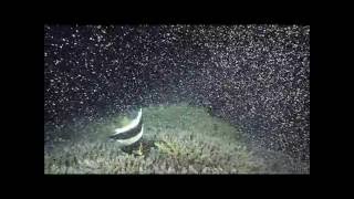 サンゴの産卵 coral spawning 2016/6/20 in Okinawa Japan