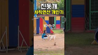 사칙연산 가능한 진돗개 Jindo dog that calculates