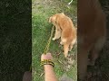 わんわん動物園 ゴールデンレトリバーのワルツちゃんとお散歩② walking with golden retriever in the zoo