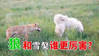 【狼王老郑】狼和雪獒谁更厉害？雪獒霸气外露大战群狼，下一秒直接被偷袭