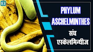 Aschelminthes | Phylum Aschelminthes | Phylum | Aschelminthes In Hindi