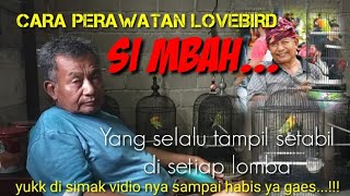 CARA PERAWATAN BURUNG LOVEBIRD & CARA SETINGAN LOMBA BURUNG LOVEBIRD ( LB CEMPLON milik MBAH GALON )