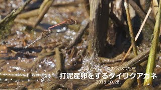 兵庫のトンボ－タイリクアカネの打泥産卵