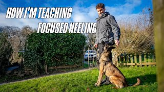 HOW I'M TEACHING MY DOG TO HEEL - Using Michael Ellis Methods #dogtraining  #puppytraining #heeling