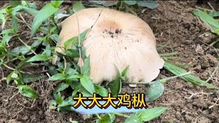 第一次捡到盆这么大的鸡枞菌