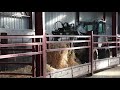 Tateetra & Rathmore Farms - The Calving Shed