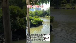 潮入の池に浮かぶように建つ中島の御茶屋から愛でるのもおすすめです。#浜離宮恩賜庭園 #中央区 #観光スポット