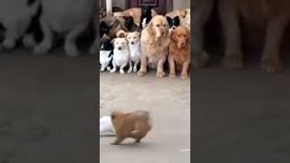 funny 🤣😂 fight with rabbit and small dog#dogs #rabbit #funnyanimals