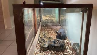 ⚠️LIVE FEEDING⚠️ my male Colombian boa (Rambo)VS Rabbit.￼