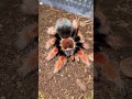 #tarantulafeeding #tarantulavideo #fyp #shortvideo #tarantula #feeding #red #cute #fypシ #shorts