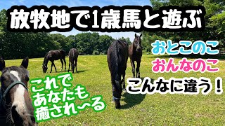 放牧地で1歳馬と遊ぶと癒されること間違いなし！【サラブレッド】