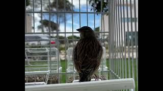 #linnet #linotte #pardillo #faneto #fanello #hanflug #birdsong #nature #Albania