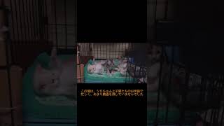 【トビ三毛猫】シロちゃん　始まりの時9　前編　2022.05.24