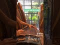 là tự em đa tình 是我在做多情种 guzhengcodung guzheng guzhengcover guzhengmusic cổtranh 古筝 xopguzh