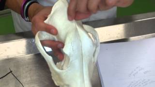 Anatomia comparada craneo y cara. Anatomia veterinaria.León.