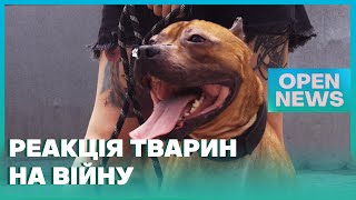 «Собака не розуміє слова «заспокойся»: як зарадити чотирилапим під час війни