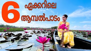 Malarikkal Water Lilies 2022| Kottayam