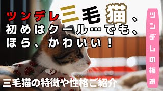 三毛猫の魅力！！ウチも三毛猫を飼っていたことがありますがまさにこんな感じでした！ツンデレちゃんで超かわいかった～。三毛猫はかわいいです！