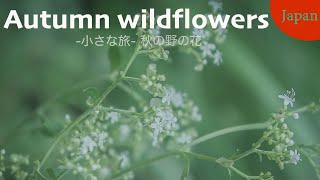 小さな旅 秋の野の花  Autumn wildflowers