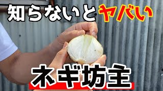 ネギ坊主がでたらすぐ収穫してください。【農業】【たまねぎ】