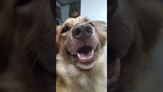 My dog's secret weapon in getting treats.